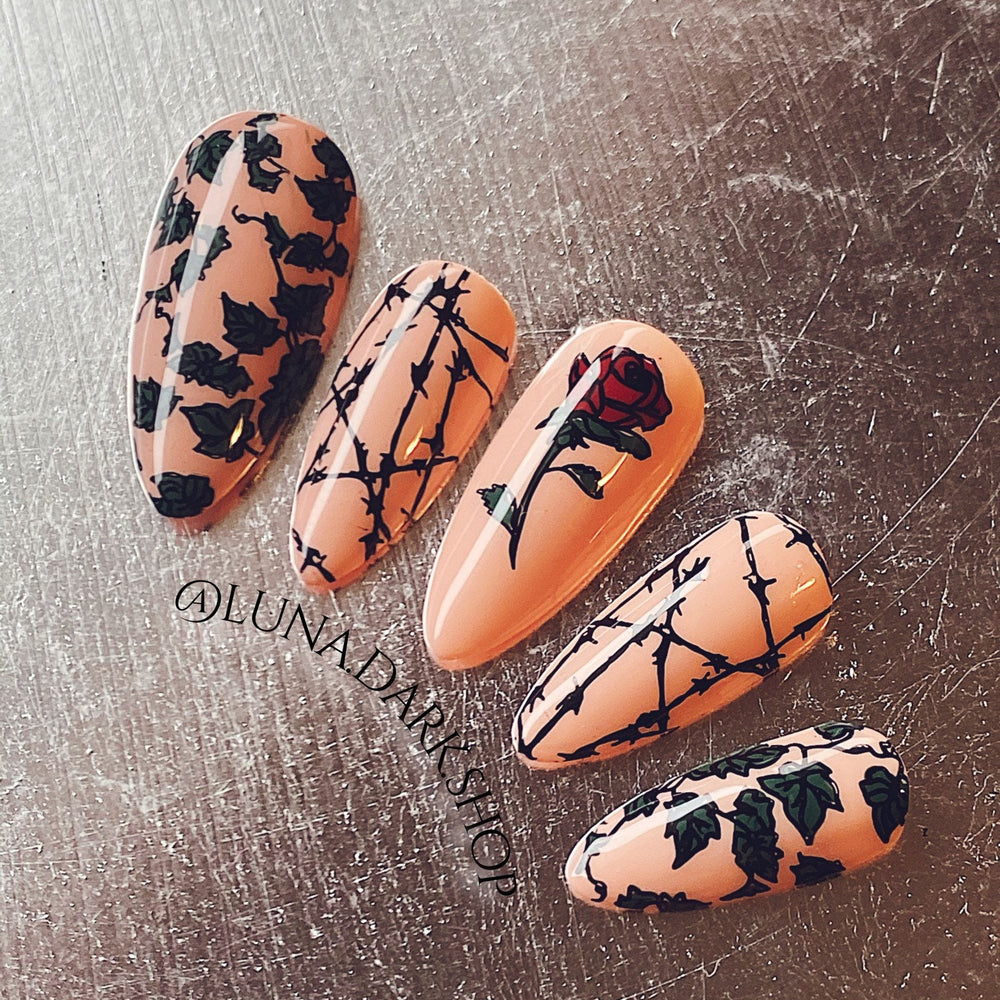 Rose Barb